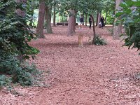 IMG 4239