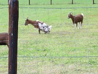 IMG 4451